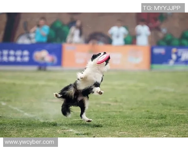 深入分析上海飞盘队阵地战策略与战术执行的全景解读